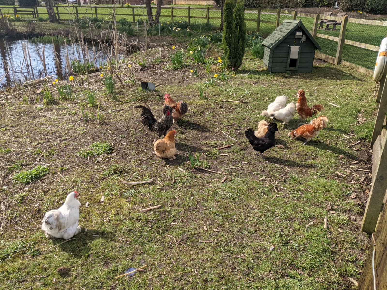 Return of the chickens, March 27th